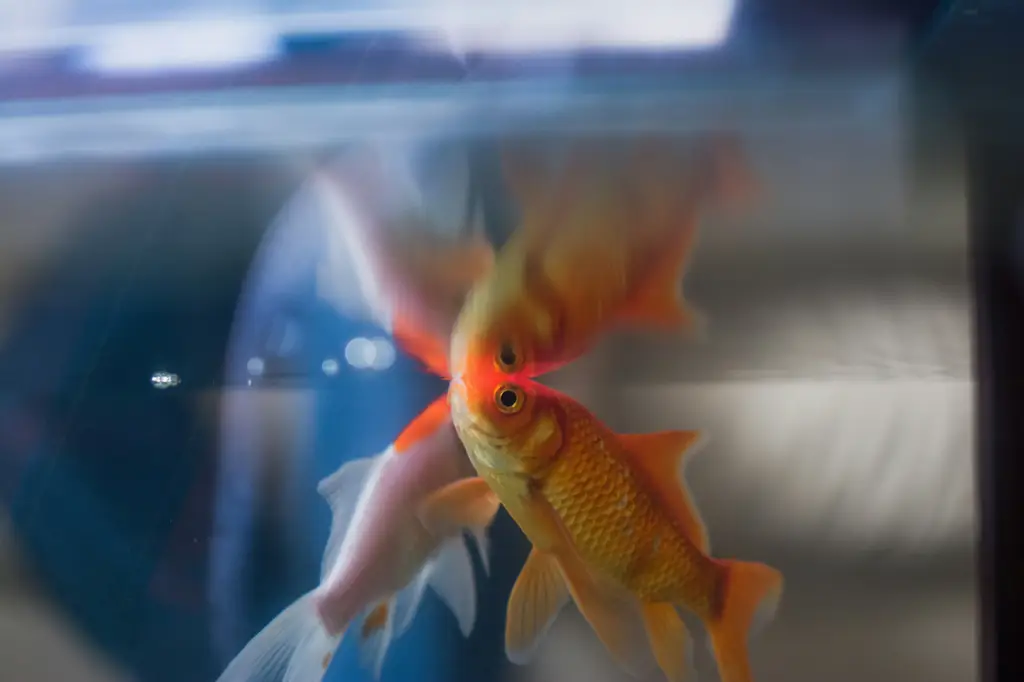 孔雀魚會餓死嗎?